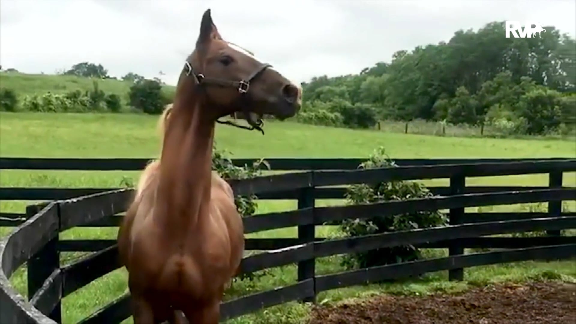 The Pin Oak Charity Horse Show 2019 - Thursday Evening