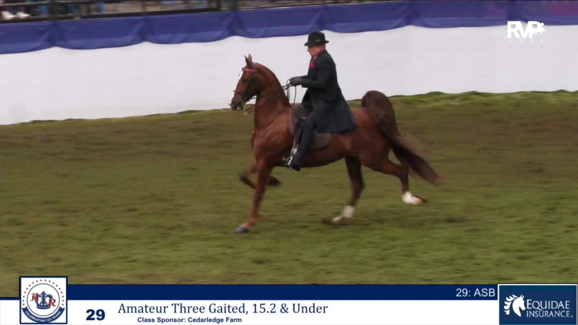 AR24 - Class 29 - Amateur Three Gaited 15.2 & Under