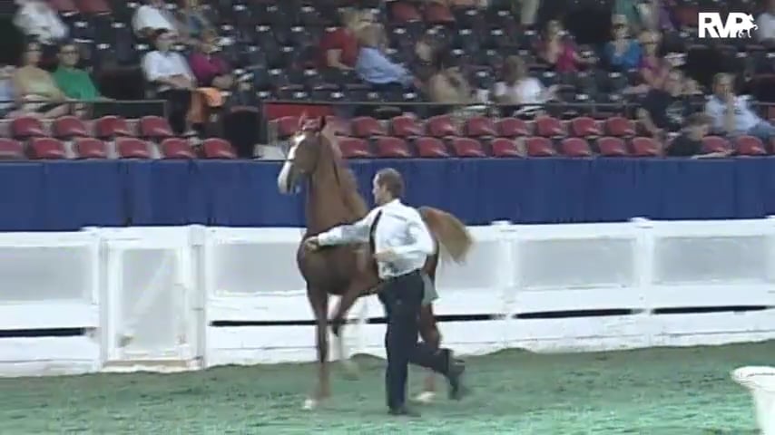 2010 World's Championship Horse Show Class 84 Yearling Breeders Open