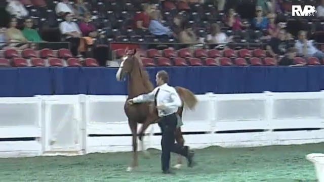 2010 World's Championship Horse Show ...