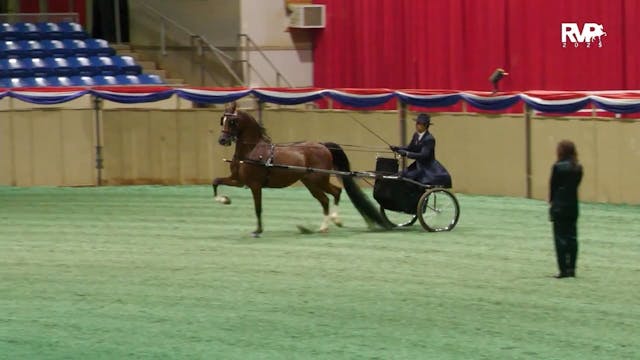 AN25 - Class 131 - Arabian Country Pl...