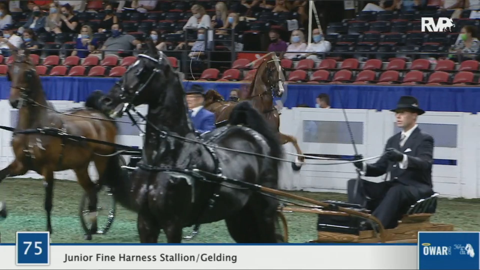 WCHS 2020 Class 75 - Junior Fine Harness Stallion/Gelding