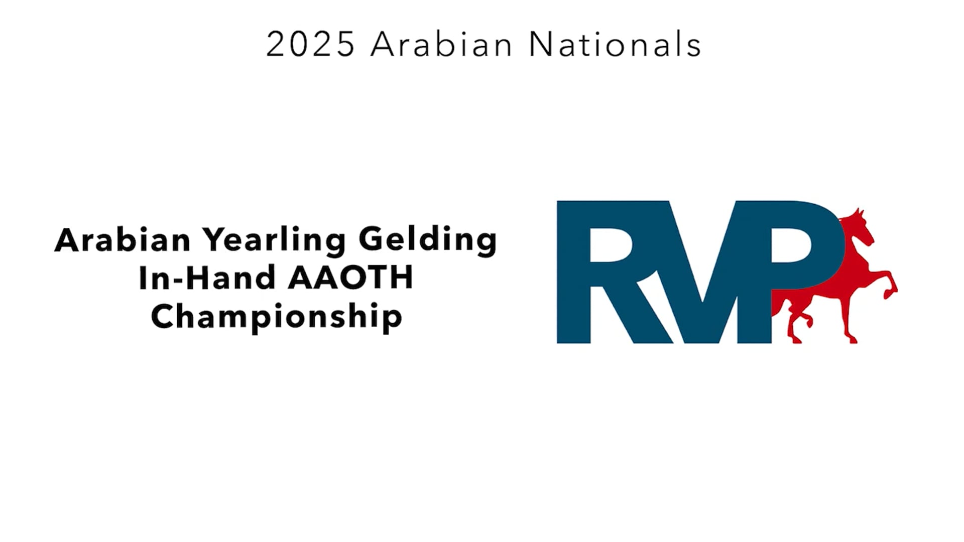 AN25 - Class 3053 - Arabian Yearling Gelding In-Hand AAOTH Championship