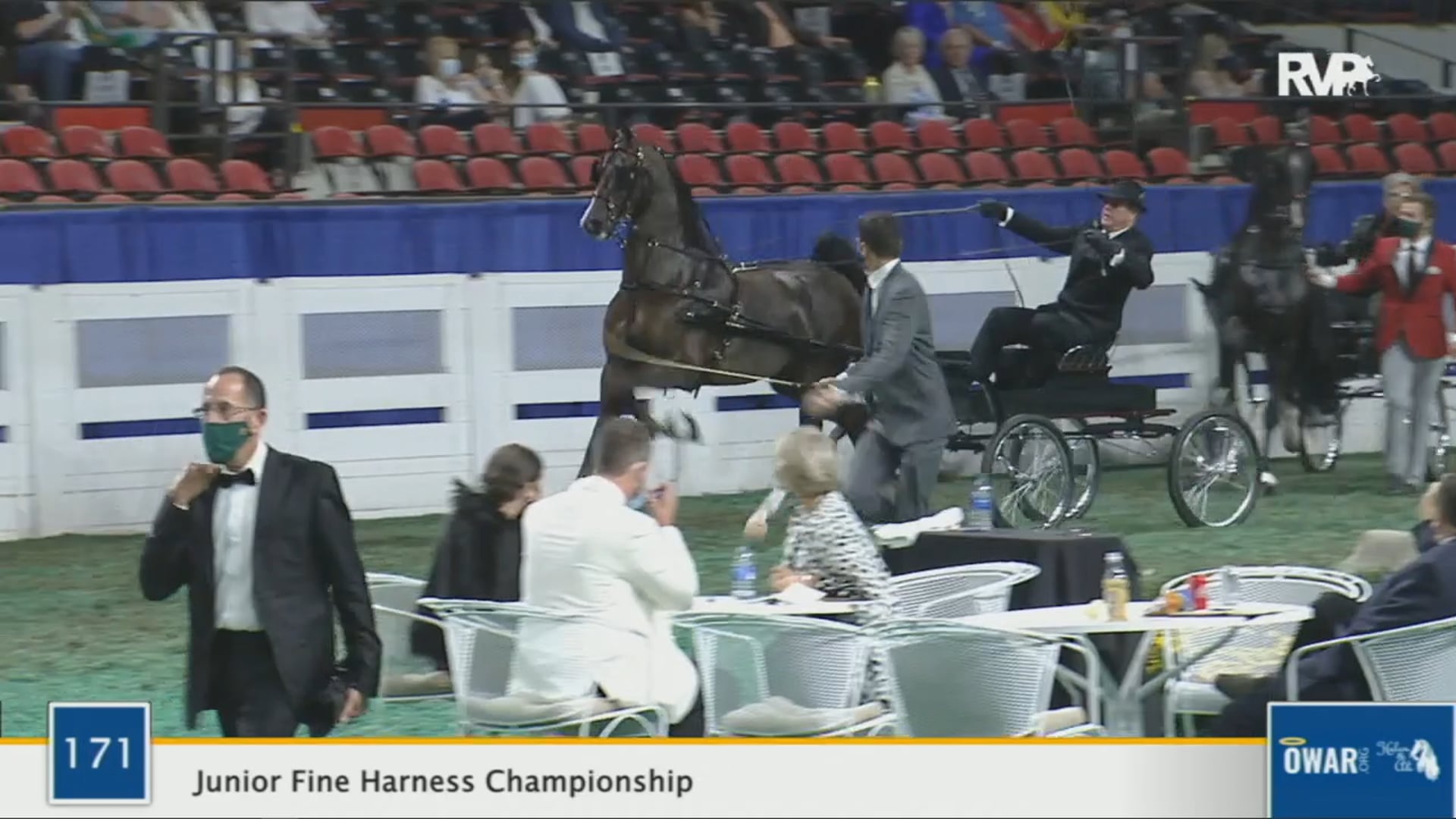 WCHS 2020 Class 171 - Junior Fine Harness Championship