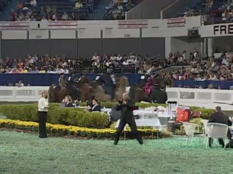 2008 WCHS Class 101 Amateur Three Gaited