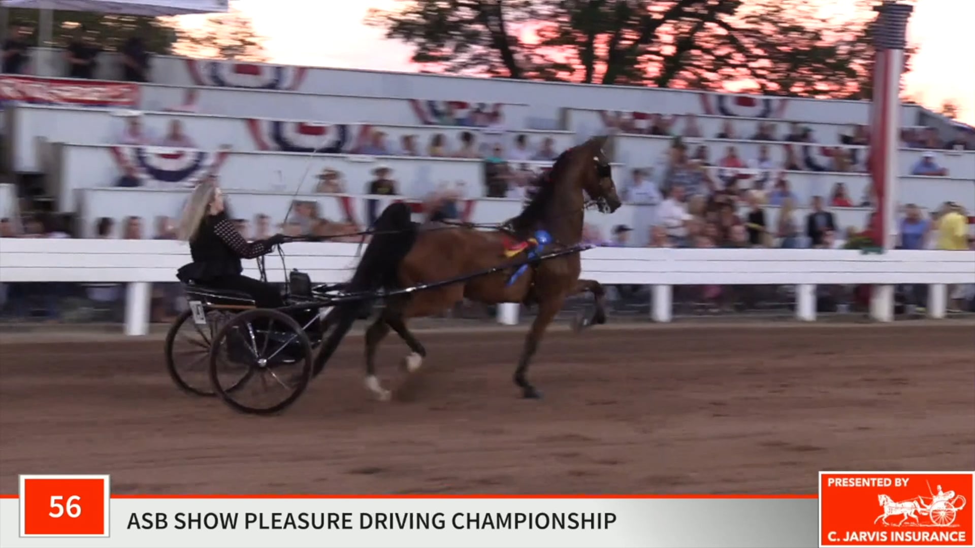 SHS19 - Class 56 - CH Double Or Nuttin Championship