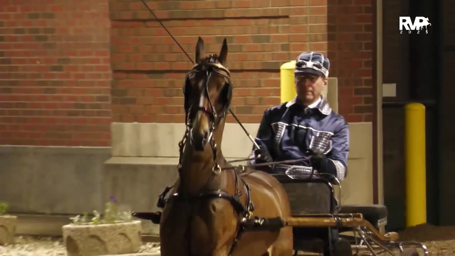 MW25 - Class 226 - Hackney Roadster Pony Championship