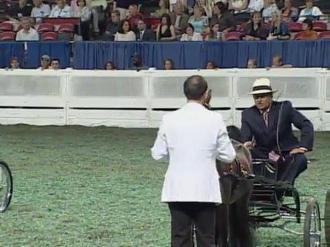 2008 WCHS Class 151 Stallion and Geld...