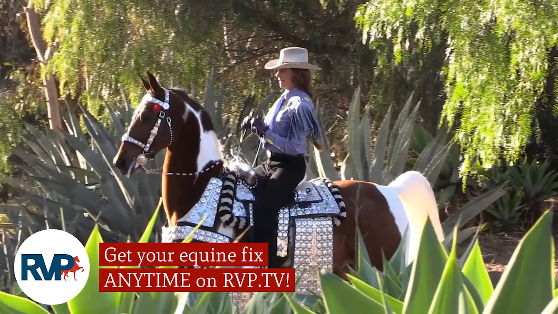 BS21 - Class 144 - Open Hunter Pleasure Championship