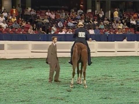 2008 WCHS Class 176 Two Year Old Thre...