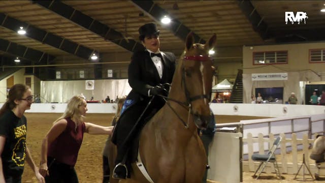 GASP21 - Class 29 - ASB Three Gaited ...