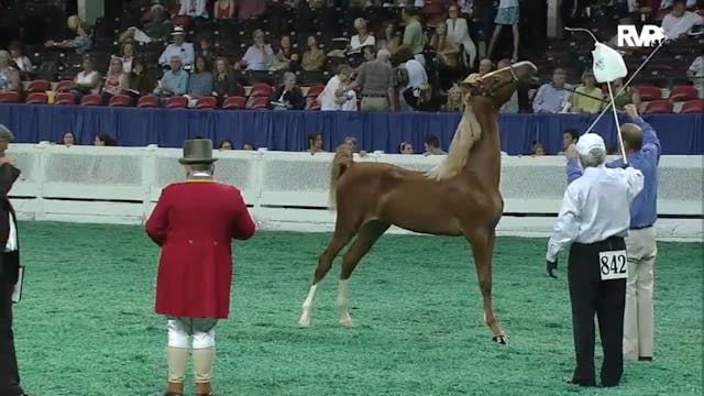 2012 WCHS - Class 10 ASR Futurity of ...