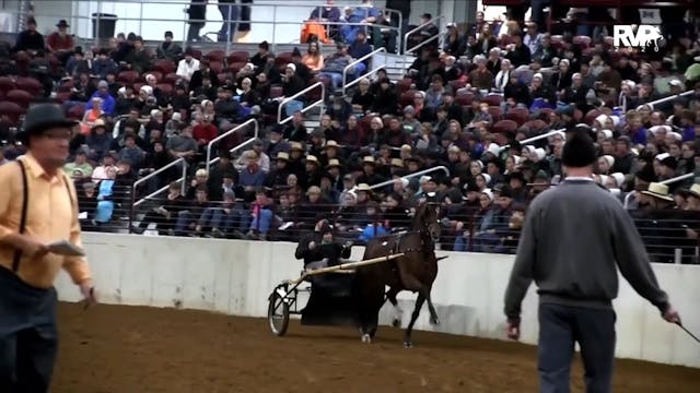 2020 Southern Saddlebred Fall Finale ...