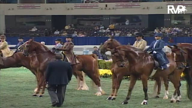 2003 WCHS Class 81 ASB Three Gaited S...