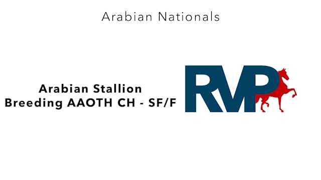 AN24 - Class 18 - Arabian Stallion Br...