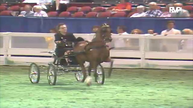 1992 WCHS Class 113 Hackney Pony Stal...