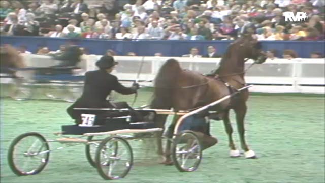 1992 WCHS Class 169 Fine Harness Gran...