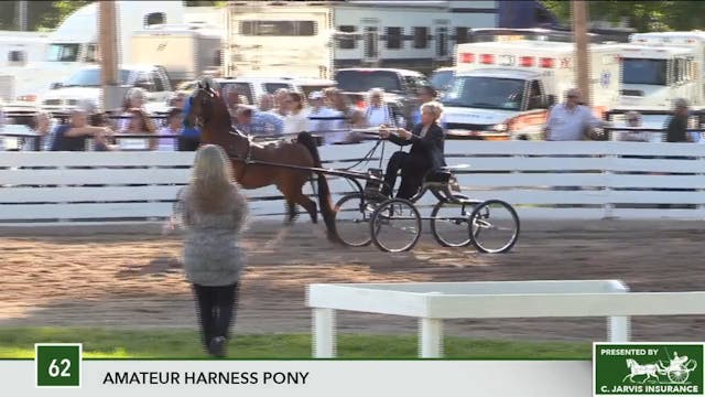 2017 RC - Class 62 Amateur Harness Pony