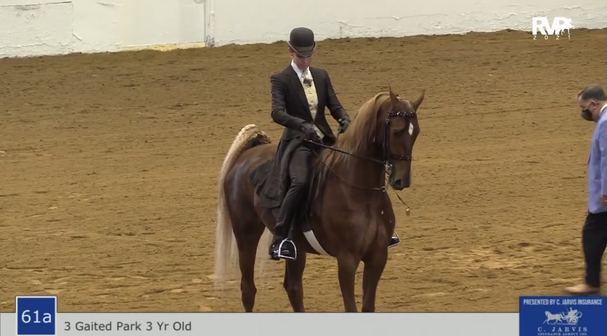 BB21 - Class 61A - Three Gaited Park Three Year Old