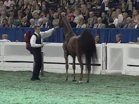 2008 WCHS Class 236 Three Gaited Gran...