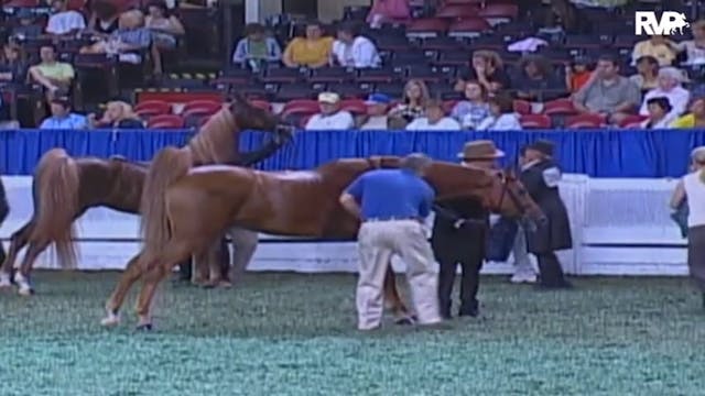 2009 World's Championship Horse Show ...