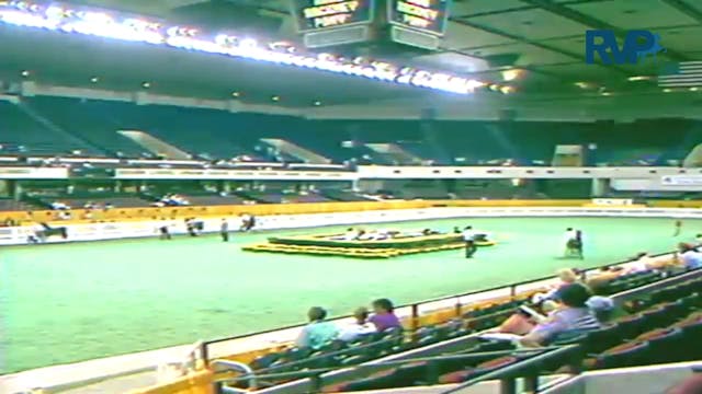 1987 WCHS Class 43 AHHS Hackney Pony ...