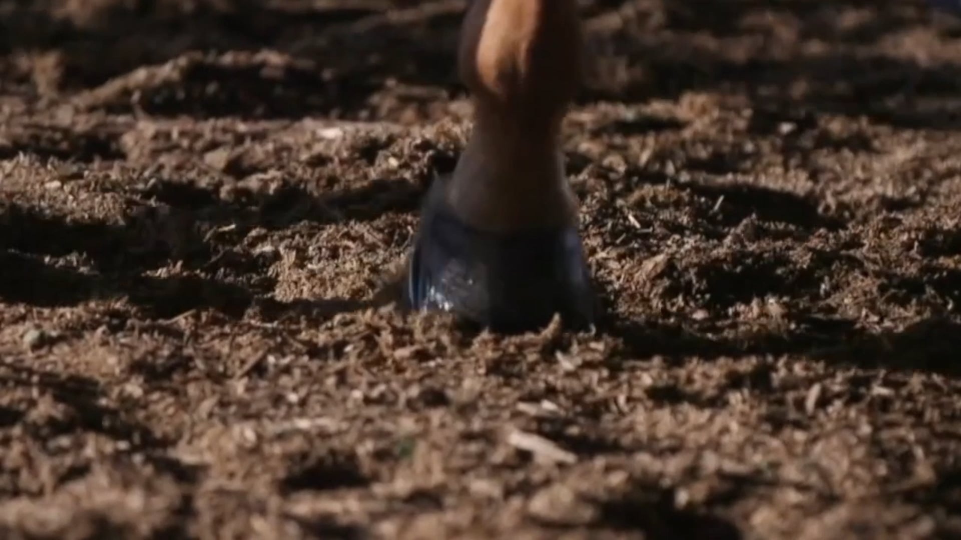 SSC25 - Class 48.1 - Top Don and Julio Cesar Villasenor Cortez, Handler