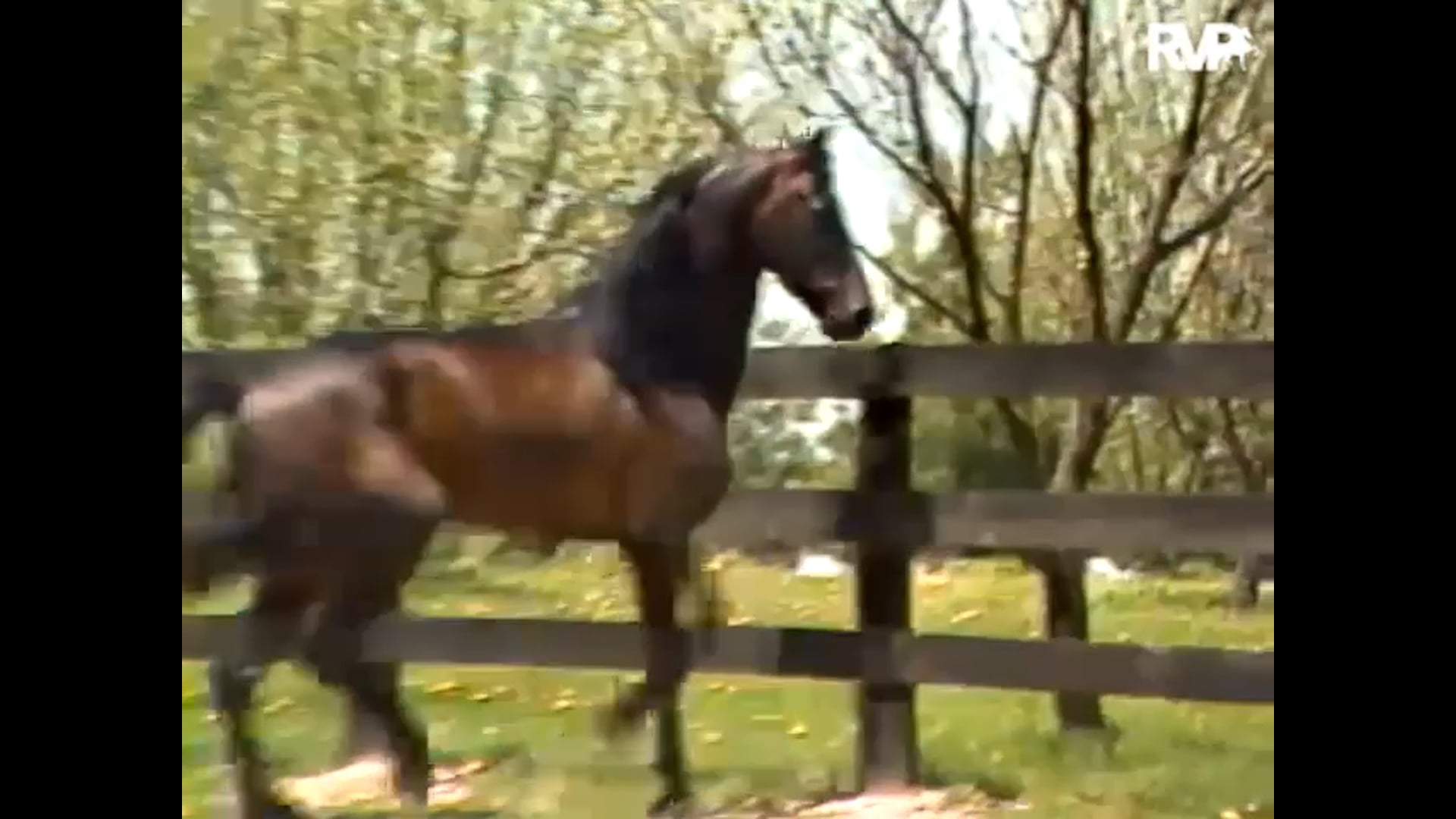 Willowbank Presents "Wham Bam Command"