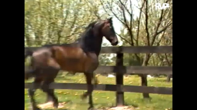 Willowbank Presents "Wham Bam Command"