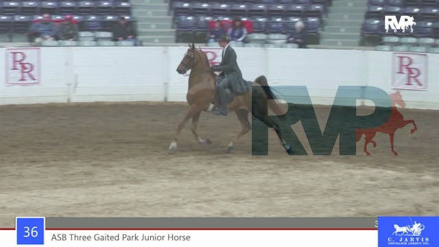 RR22 - Class 36 -  ASB Three Gaited P...
