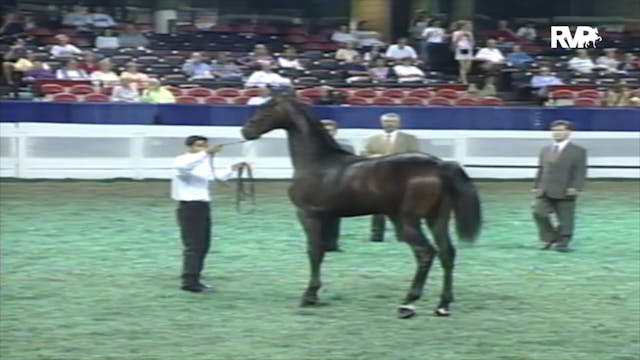 2000 WCHS Class 80 Open Breeders' Sta...