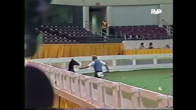 WCHS87 - Hackney Horse and Pony Breed...