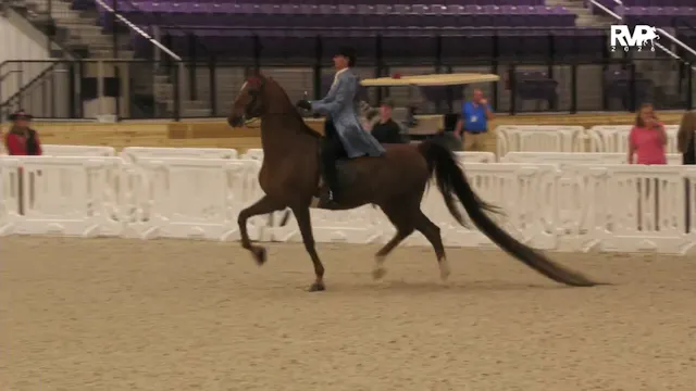 CC26 - Class 206 - ASB Three Gaited E...