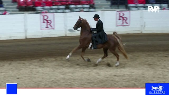 RR22 - Class 54 -  ASB Three Gaited P...