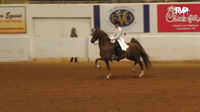 BB24 - Class 129 -  Five Gaited Pony ...