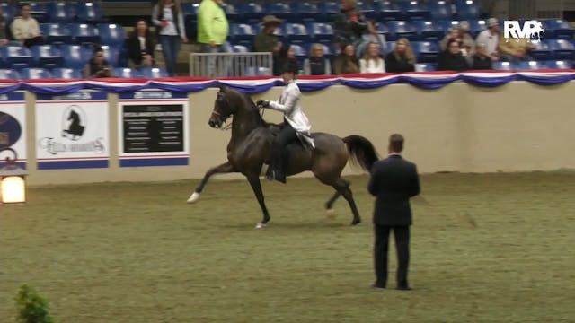 AN24 - Class 64A - Arabian Park Horse...