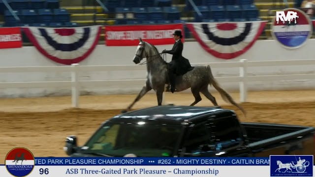 SC25 - Class 96 - ASB Three Gaited Pa...