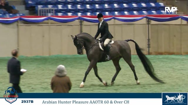 AN25 - Class 2937b - Arabian Hunter P...