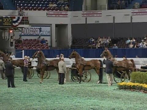 2008 WCHS Class 64 Adult Show Pleasur...