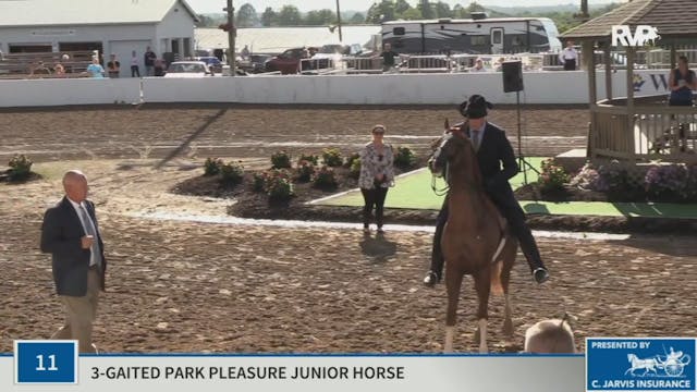 KYSP20 - Class 11 Three Gaited Park P...