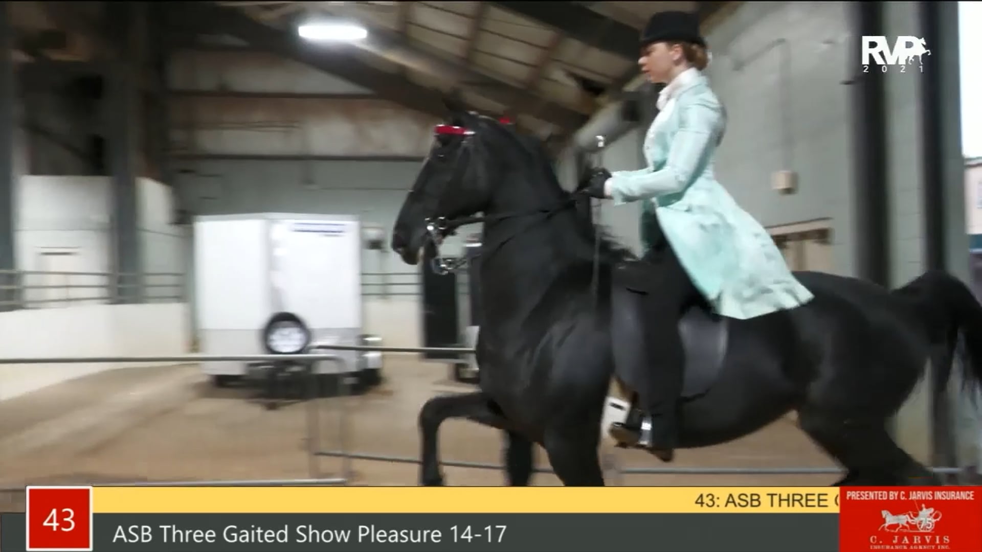 PA21 - Class 43 ASB Three Gaited Show Pleasure, 14 to 17