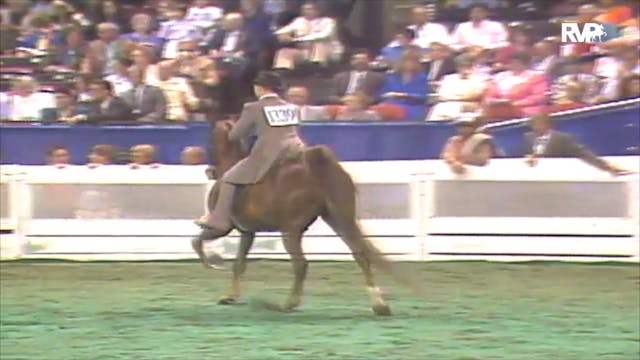 1992 WCHS Class 146 Junior Exhibitor ...