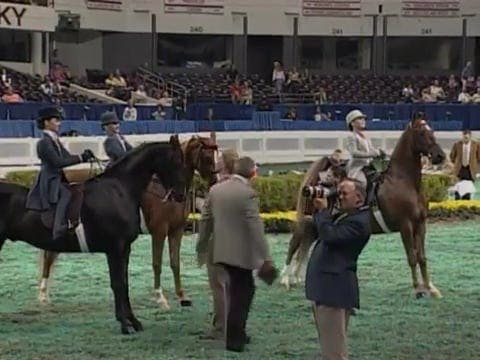 2008 WCHS Class 114 9 Year Old Walk Trot
