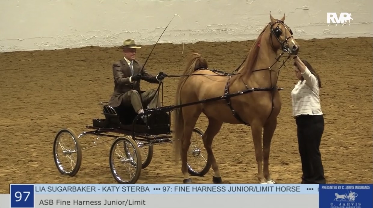 BB21 - Class 97 - ASB Fine Harness Junior-Limit