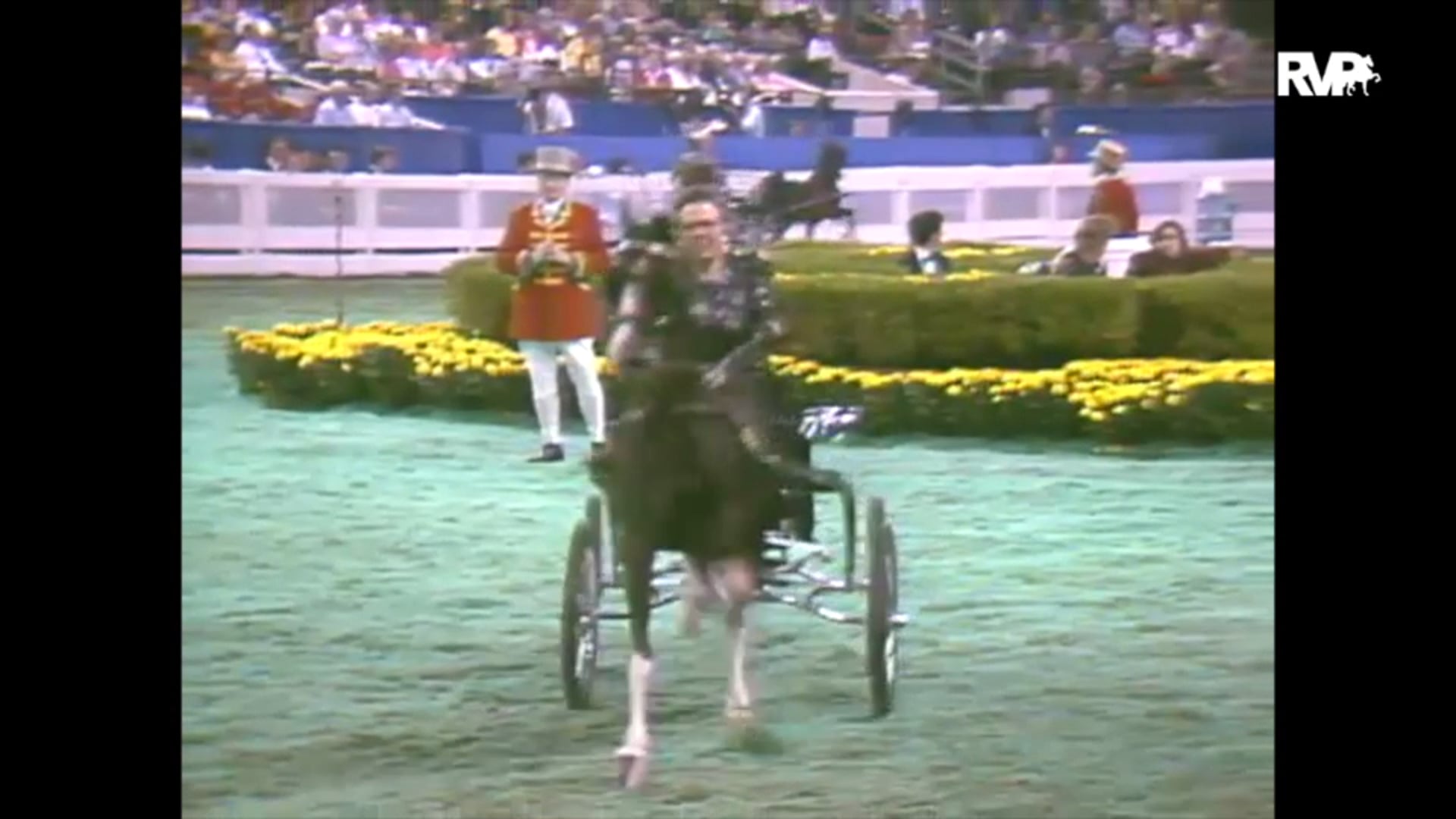 1993 WCHS Class 152 Amateur Harness Pony Championship