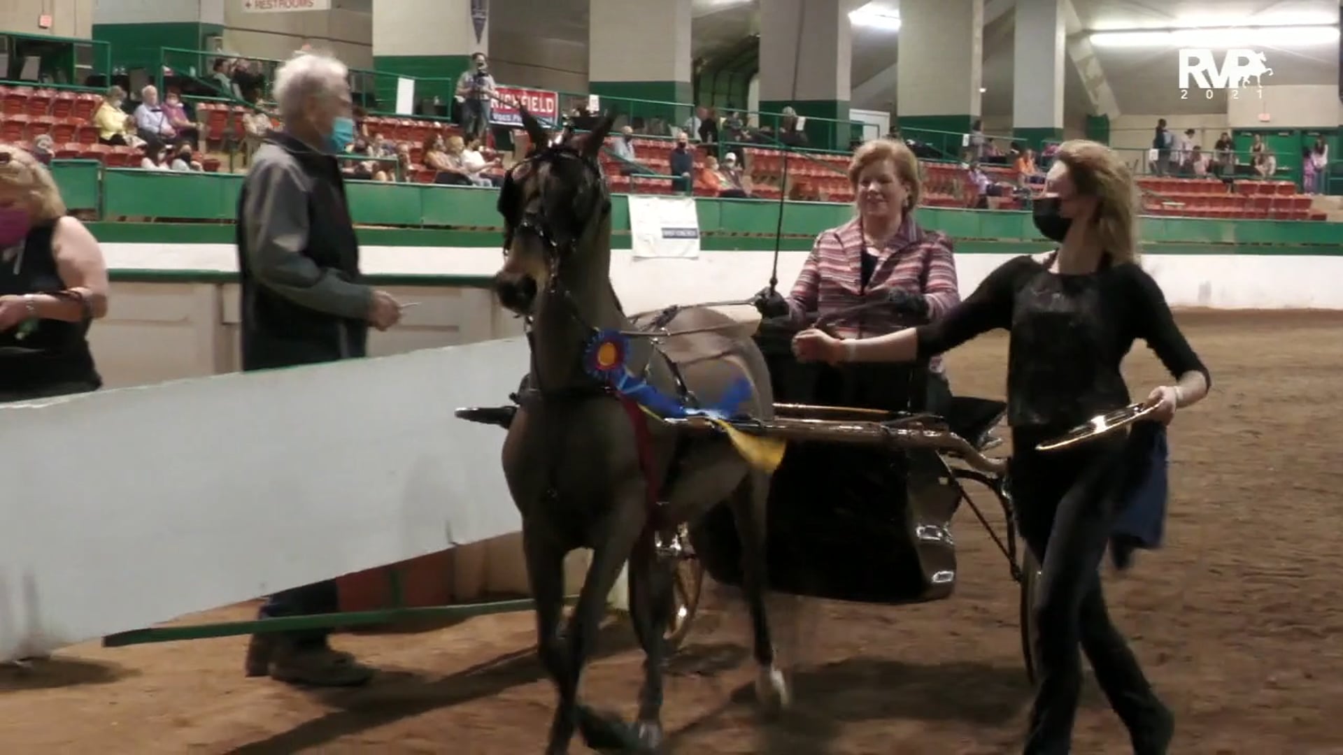 RSP21 - Class 95 - Hackney Pony Pleasure 
Driving Championship