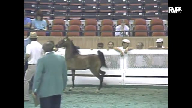 1988 WCHS Class 41 AHHS Hackney Pony ...