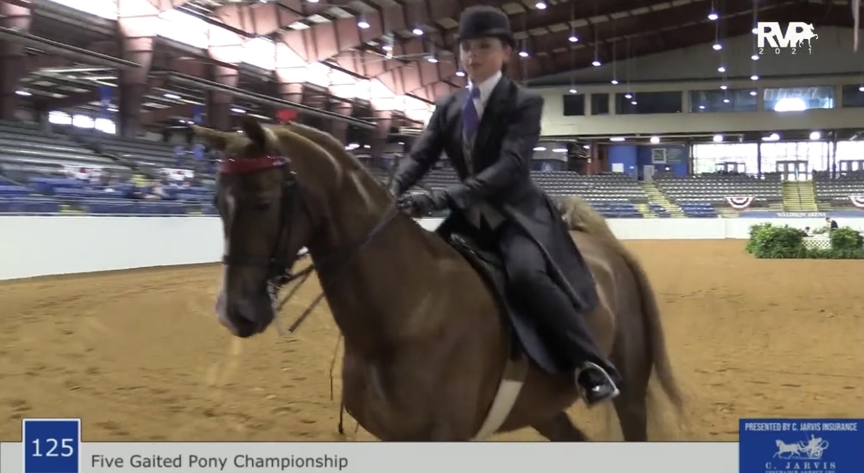 BB21 - Class 125 - Five Gaited Pony Championship