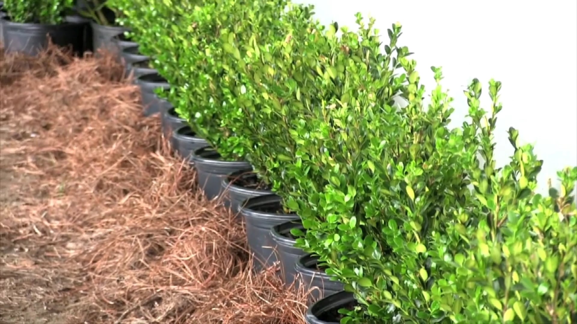 The Pin Oak Charity Horse Show 2019 - Sunday Morning