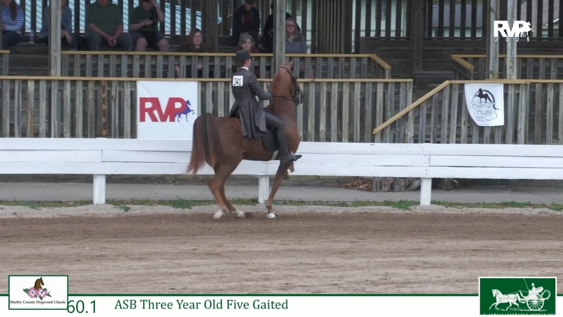 DC25 - Class 60.1 - ASB Three Year Old Five Gaited